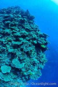 Pristine coral reef composed of many species of hard corals, 60' (20m) deep, Fiji, Wakaya Island, Lomaiviti Archipelago
