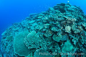 Pristine coral reef composed of many species of hard corals, 60' (20m) deep, Fiji, Wakaya Island, Lomaiviti Archipelago