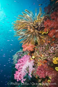 Pristine South Pacific tropical coral reef, with vibrant colorful dendronephthya soft corals, crinoids and schooling Anthias fishes, pulsing with life in a strong current over a pristine coral reef. Fiji is known as the soft coral capitlal of the world.