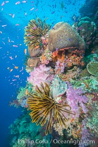 Pristine South Pacific tropical coral reef, with vibrant colorful dendronephthya soft corals, crinoids and schooling Anthias fishes, pulsing with life in a strong current over a pristine coral reef. Fiji is known as the soft coral capitlal of the world, Crinoidea, Dendronephthya, Pseudanthias, Namena Marine Reserve, Namena Island