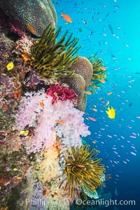 Pristine South Pacific tropical coral reef, with vibrant colorful dendronephthya soft corals, crinoids and schooling Anthias fishes, pulsing with life in a strong current over a pristine coral reef. Fiji is known as the soft coral capitlal of the world, Crinoidea, Dendronephthya, Pseudanthias, Namena Marine Reserve, Namena Island