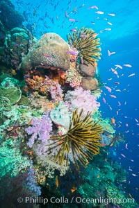 Pristine South Pacific tropical coral reef, with vibrant colorful dendronephthya soft corals, crinoids and schooling Anthias fishes, pulsing with life in a strong current over a pristine coral reef. Fiji is known as the soft coral capitlal of the world, Crinoidea, Dendronephthya, Pseudanthias, Namena Marine Reserve, Namena Island