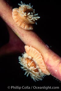 Proliferating anemone with attached juveniles, growing on kelp stipe, Epiactis prolifera, Monterey, California