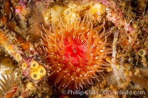 Brooding proliferating sea anemone, Epiactis prolifera, Santa Barbara Island