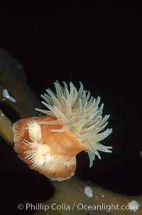 This Proliferating anemone (Epiactis prolifera) is not budding baby anemones. Rather, these juveniles were produced sexually and have attached to the adult. Up to 50% of proliferating anemones in a given region may be carrying juveniles. Monterey Peninsula, California.