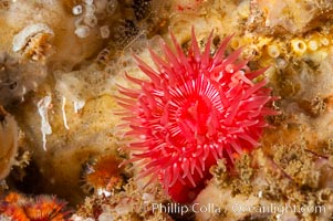 Brooding proliferating sea anemone, Epiactis prolifera, Santa Barbara Island