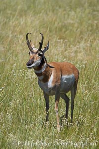 Pronghorn antelope, Lamar Valley.  The Pronghorn is the fastest North American land animal, capable of reaching speeds of up to 60 miles per hour. The pronghorns speed is its main defense against predators, Antilocapra americana, Yellowstone National Park, Wyoming