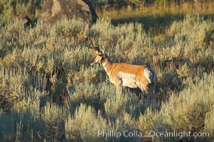 Pronghorn antelope, Lamar Valley.  The Pronghorn is the fastest North American land animal, capable of reaching speeds of up to 60 miles per hour. The pronghorns speed is its main defense against predators, Antilocapra americana, Yellowstone National Park, Wyoming