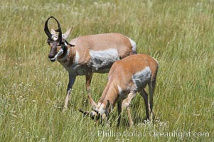 Pronghorn antelope, Lamar Valley.  The Pronghorn is the fastest North American land animal, capable of reaching speeds of up to 60 miles per hour. The pronghorns speed is its main defense against predators, Antilocapra americana, Yellowstone National Park, Wyoming