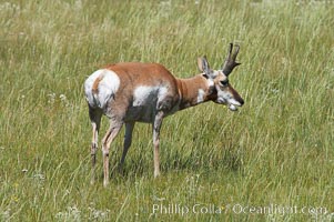 Pronghorn antelope, Lamar Valley.  The Pronghorn is the fastest North American land animal, capable of reaching speeds of up to 60 miles per hour. The pronghorns speed is its main defense against predators, Antilocapra americana, Yellowstone National Park, Wyoming