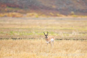 The Pronghorn antelope is the fastest North American land animal, capable of reaching speeds of up to 60 miles per hour. The pronghorns speed is its main defense against predators, Antilocapra americana, Lamar Valley, Yellowstone National Park, Wyoming