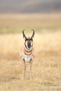 The Pronghorn antelope is the fastest North American land animal, capable of reaching speeds of up to 60 miles per hour. The pronghorns speed is its main defense against predators, Antilocapra americana, Lamar Valley, Yellowstone National Park, Wyoming