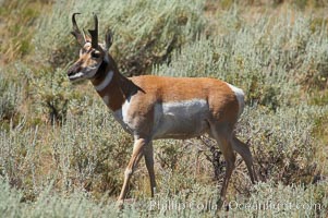 Pronghorn antelope, Lamar Valley.  The Pronghorn is the fastest North American land animal, capable of reaching speeds of up to 60 miles per hour. The pronghorns speed is its main defense against predators, Antilocapra americana, Yellowstone National Park, Wyoming