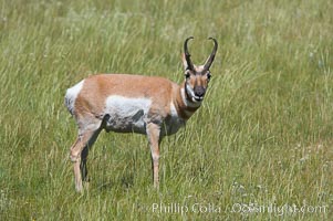 Pronghorn antelope, Lamar Valley.  The Pronghorn is the fastest North American land animal, capable of reaching speeds of up to 60 miles per hour. The pronghorns speed is its main defense against predators, Antilocapra americana, Yellowstone National Park, Wyoming