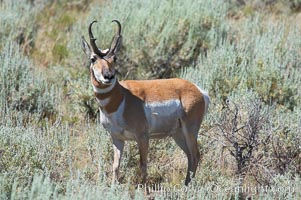 Pronghorn antelope, Lamar Valley.  The Pronghorn is the fastest North American land animal, capable of reaching speeds of up to 60 miles per hour. The pronghorns speed is its main defense against predators, Antilocapra americana, Yellowstone National Park, Wyoming