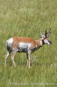 Pronghorn antelope, Lamar Valley.  The Pronghorn is the fastest North American land animal, capable of reaching speeds of up to 60 miles per hour. The pronghorns speed is its main defense against predators, Antilocapra americana, Yellowstone National Park, Wyoming