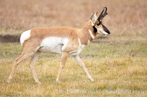 The Pronghorn antelope is the fastest North American land animal, capable of reaching speeds of up to 60 miles per hour. The pronghorns speed is its main defense against predators, Antilocapra americana, Lamar Valley, Yellowstone National Park, Wyoming