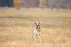 The Pronghorn antelope is the fastest North American land animal, capable of reaching speeds of up to 60 miles per hour. The pronghorns speed is its main defense against predators, Antilocapra americana, Lamar Valley, Yellowstone National Park, Wyoming