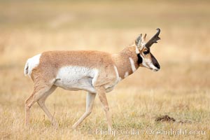 The Pronghorn antelope is the fastest North American land animal, capable of reaching speeds of up to 60 miles per hour. The pronghorns speed is its main defense against predators, Antilocapra americana, Lamar Valley, Yellowstone National Park, Wyoming