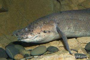 African lungfish, Protopterus annectens