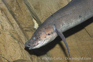 African lungfish, Protopterus annectens