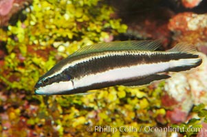 Striped dottyback, Pseudochromis sankeyi