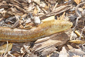 European glass lizard.  Without legs, the European glass lizard appears to be a snake, but in truth it is a species of lizard.  It is native to southeastern Europe, Pseudopus apodus