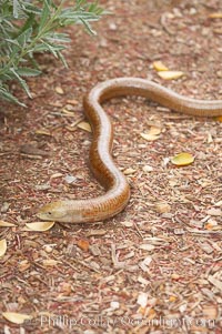 European glass lizard.  Without legs, the European glass lizard appears to be a snake, but in truth it is a species of lizard.  It is native to southeastern Europe, Pseudopus apodus