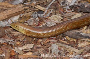 European glass lizard.  Without legs, the European glass lizard appears to be a snake, but in truth it is a species of lizard.  It is native to southeastern Europe., Pseudopus apodus, natural history stock photograph, photo id 12829