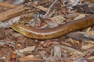 European glass lizard.  Without legs, the European glass lizard appears to be a snake, but in truth it is a species of lizard.  It is native to southeastern Europe, Pseudopus apodus