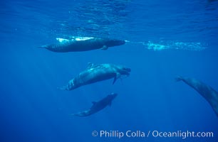 False killer whale, eating fish, Pseudorca crassidens, Lanai