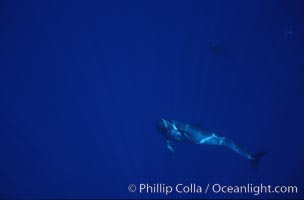False killer whale, Pseudorca crassidens, Lanai