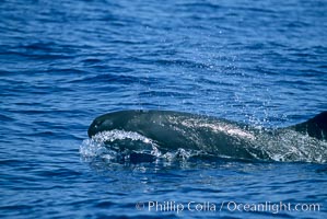 False killer whale. Lanai, Hawaii, USA, Pseudorca crassidens, natural history stock photograph, photo id 04565