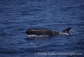False killer whale, Pseudorca crassidens, Lanai