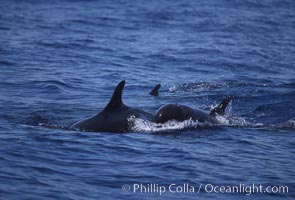 False killer whale. Lanai, Hawaii, USA, Pseudorca crassidens, natural history stock photograph, photo id 04571