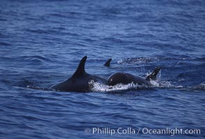 False killer whale, Pseudorca crassidens, Lanai