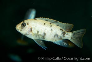 Piebald zebra mbuna, Pseudotropheus zebra