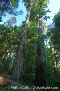 Ancient Douglas fir trees in Cathedral Grove.  Cathedral Grove is home to huge, ancient, old-growth Douglas fir trees.  About 300 years ago a fire killed most of the trees in this grove, but a small number of trees survived and were the originators of what is now Cathedral Grove.  Western redcedar trees grow in adundance in the understory below the taller Douglas fir trees, Pseudotsuga menziesii, MacMillan Provincial Park, Vancouver Island, British Columbia, Canada