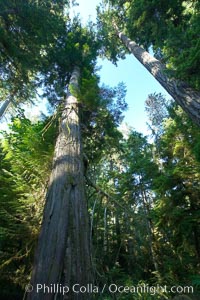 Ancient Douglas fir trees in Cathedral Grove.  Cathedral Grove is home to huge, ancient, old-growth Douglas fir trees.  About 300 years ago a fire killed most of the trees in this grove, but a small number of trees survived and were the originators of what is now Cathedral Grove.  Western redcedar trees grow in adundance in the understory below the taller Douglas fir trees, Pseudotsuga menziesii, MacMillan Provincial Park, Vancouver Island, British Columbia, Canada