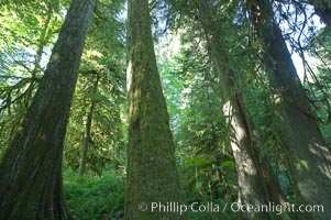 Ancient Douglas fir trees in Cathedral Grove.  Cathedral Grove is home to huge, ancient, old-growth Douglas fir trees.  About 300 years ago a fire killed most of the trees in this grove, but a small number of trees survived and were the originators of what is now Cathedral Grove.  Western redcedar trees grow in adundance in the understory below the taller Douglas fir trees, Pseudotsuga menziesii, MacMillan Provincial Park, Vancouver Island, British Columbia, Canada