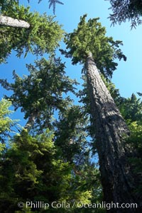 Ancient Douglas fir trees in Cathedral Grove.  Cathedral Grove is home to huge, ancient, old-growth Douglas fir trees.  About 300 years ago a fire killed most of the trees in this grove, but a small number of trees survived and were the originators of what is now Cathedral Grove.  Western redcedar trees grow in adundance in the understory below the taller Douglas fir trees, Pseudotsuga menziesii, MacMillan Provincial Park, Vancouver Island, British Columbia, Canada