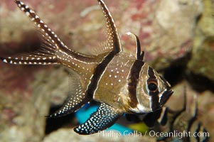 Banggai Cardinalfish.  Once thought to be found at Banggai Island near Sulawesi, Indonesia, it has recently been found at Lembeh Strait and elsewhere.  The male incubates the egg mass in his mouth, then shelters a brood of 10-15 babies in his mouth after they hatch, the only fish known to exhibit this behaviour.  Unfortunately, the aquarium trade is threatening the survival of this species in the wild, Pterapogon kauderni