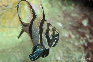 Banggai Cardinalfish.  Once thought to be found at Banggai Island near Sulawesi, Indonesia, it has recently been found at Lembeh Strait and elsewhere.  The male incubates the egg mass in his mouth, then shelters a brood of 10-15 babies in his mouth after they hatch, the only fish known to exhibit this behaviour.  Unfortunately, the aquarium trade is threatening the survival of this species in the wild, Pterapogon kauderni