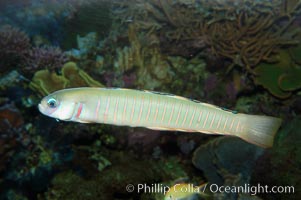 Zebra dartfish, Ptereleotris zebra