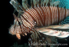 Lionfish, Pterois miles, Egyptian Red Sea