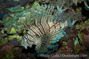 Lionfish, Pterois miles