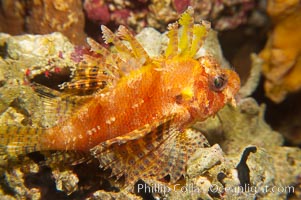 Juvenile lionfish, Pterois miles