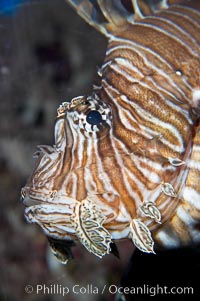 Lionfish, Pterois miles