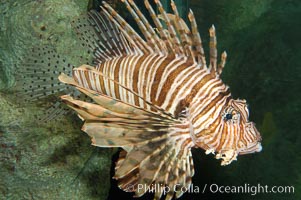 Lionfish, Pterois volitans