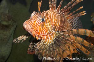 Lionfish, Pterois volitans